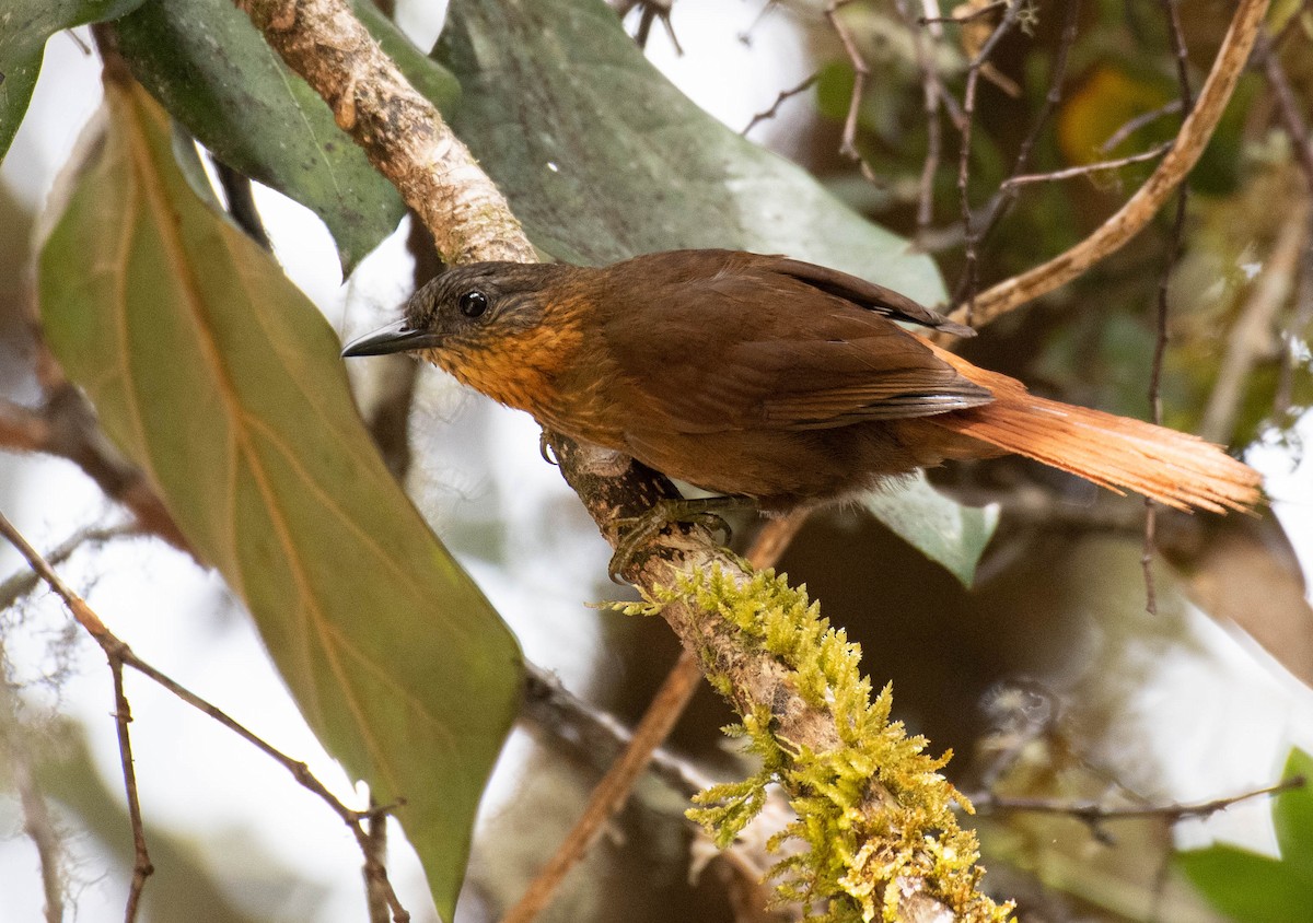 Streak-breasted Treehunter - ML186026171