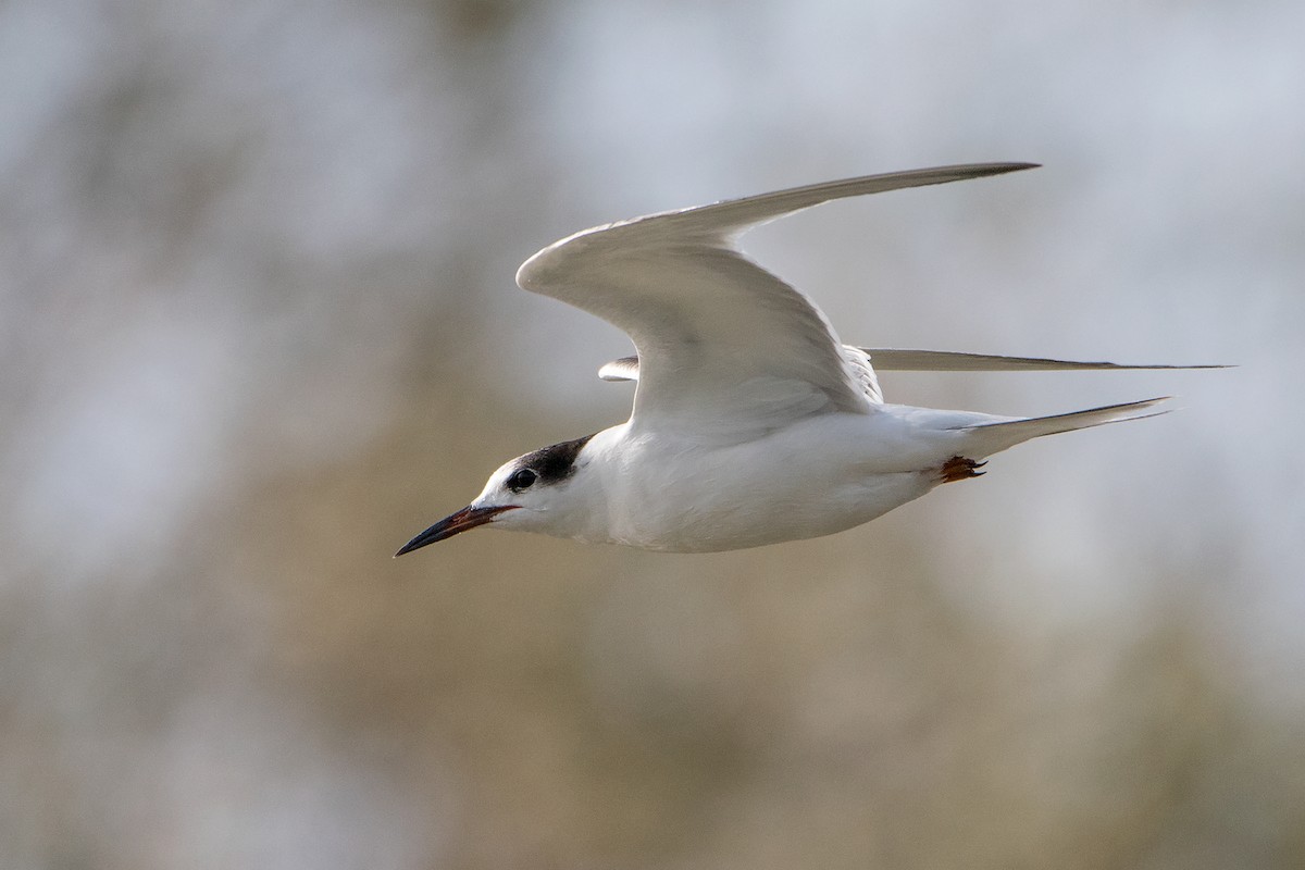 Common Tern - Sue Barth