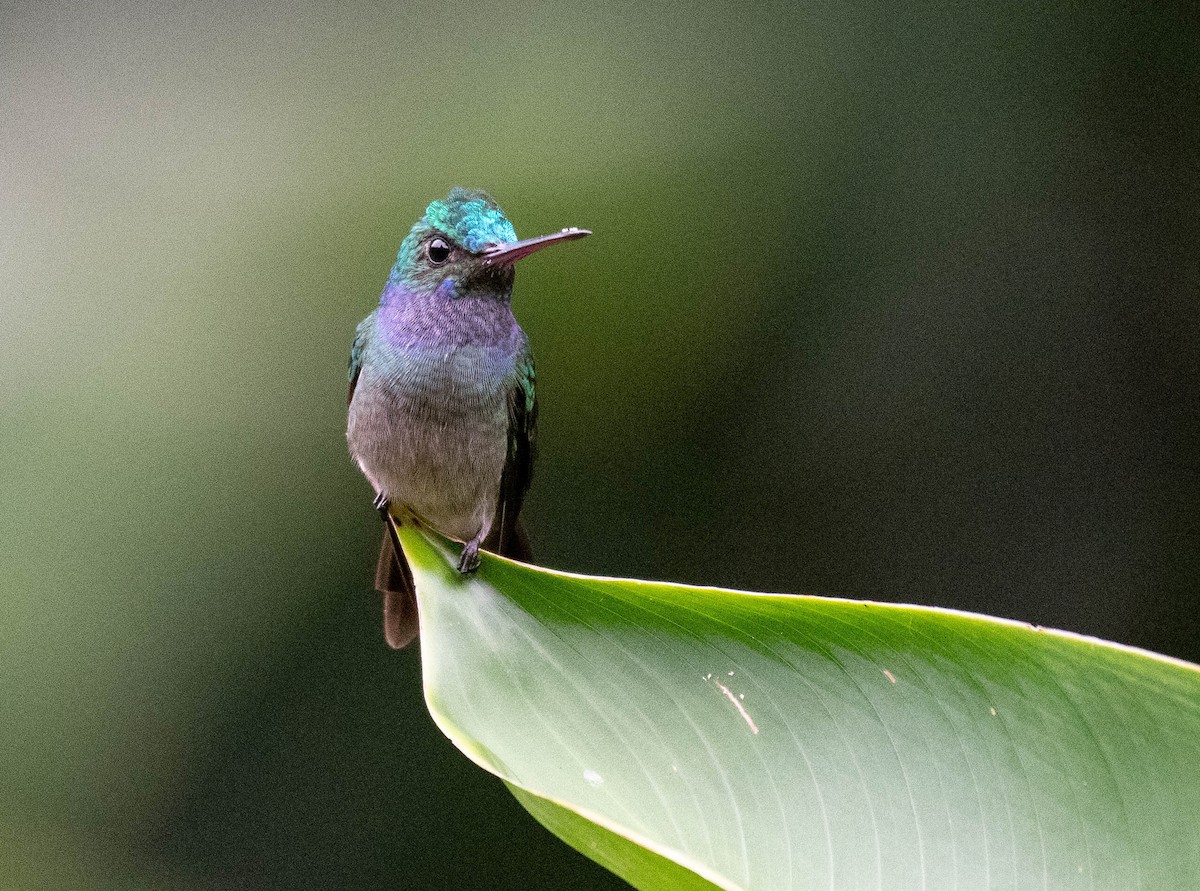 Charming Hummingbird - Ryan Andrews