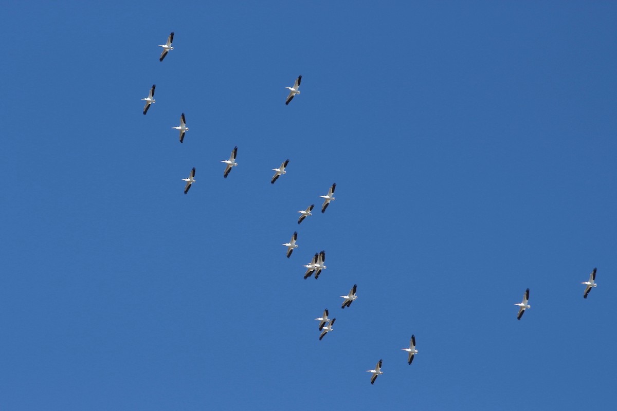 American White Pelican - Oscar Johnson