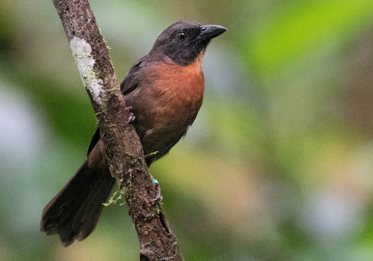 Black-cheeked Ant-Tanager - Ryan Andrews
