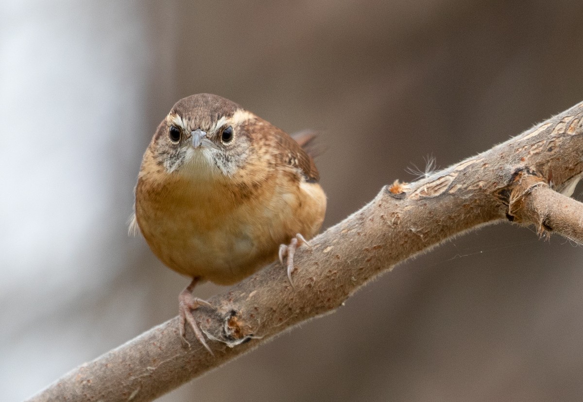 Carolina Wren - Suzanne Labbé