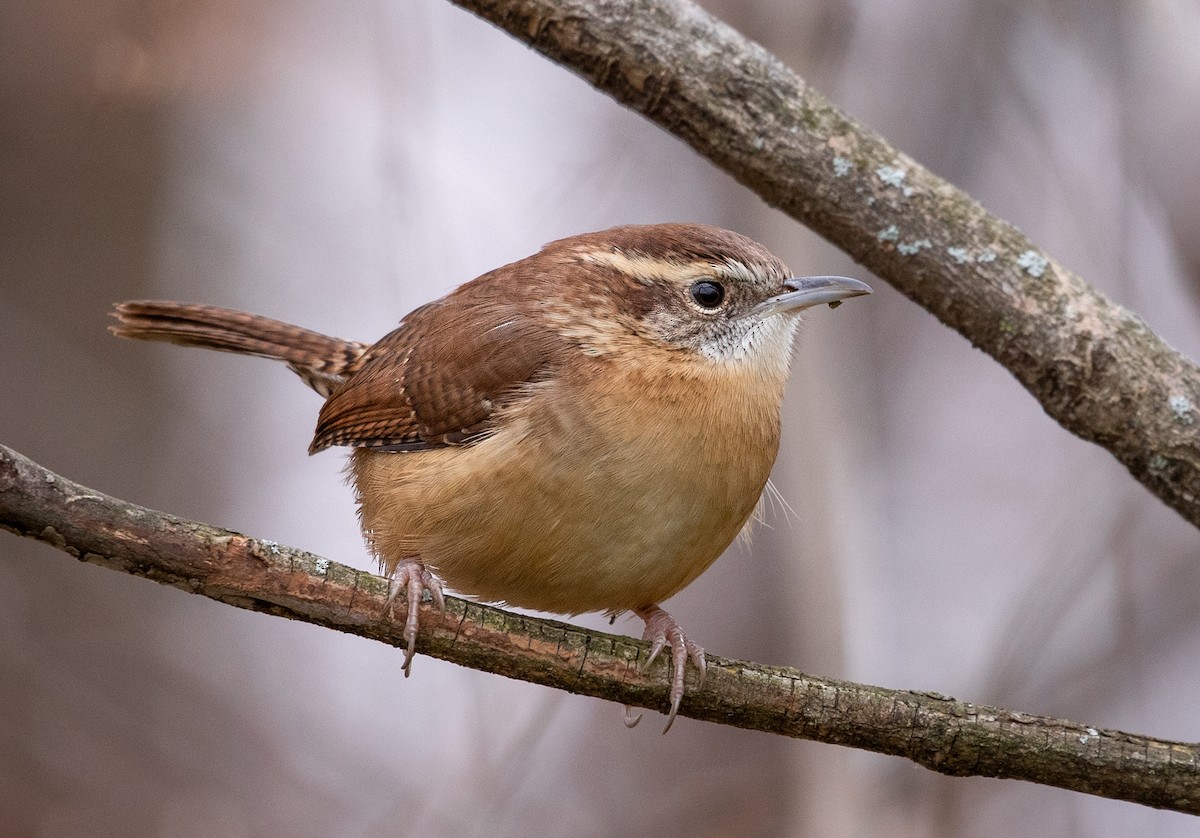 Carolina Wren - ML186026891