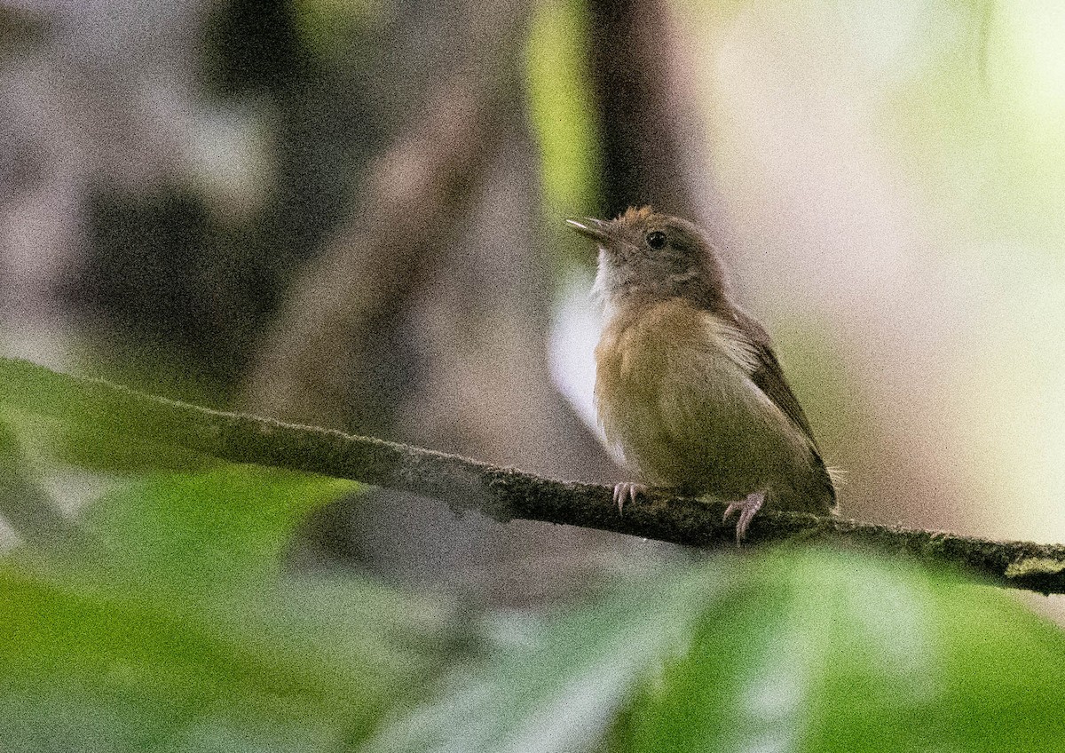 Viréon à calotte rousse - ML186026921