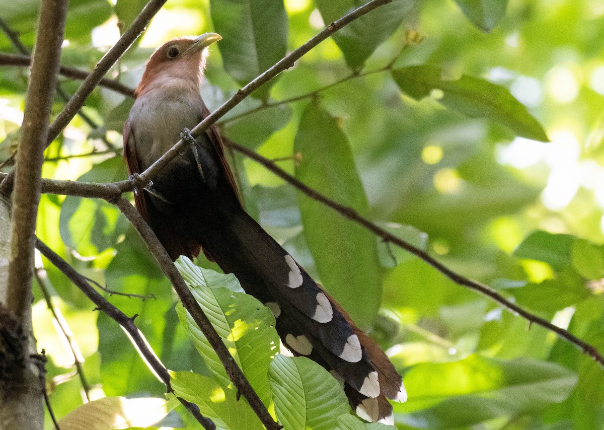 Squirrel Cuckoo - ML186027081