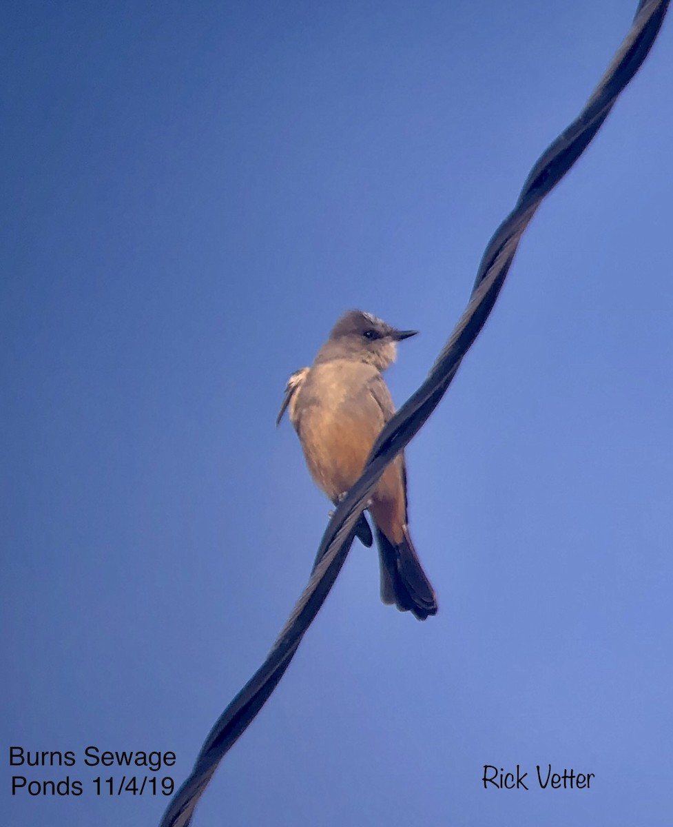 Say's Phoebe - ML186027231