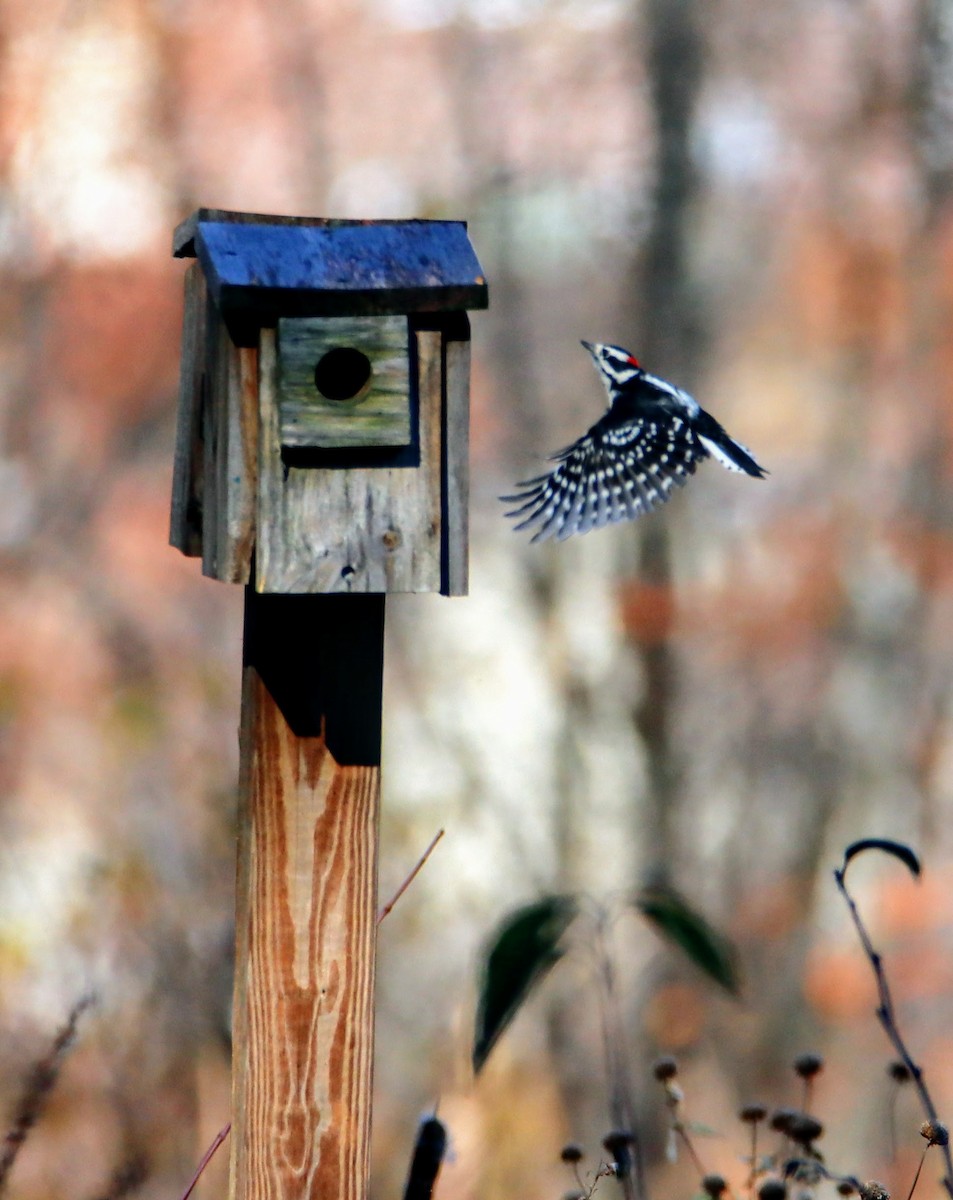 Downy Woodpecker - ML186027301