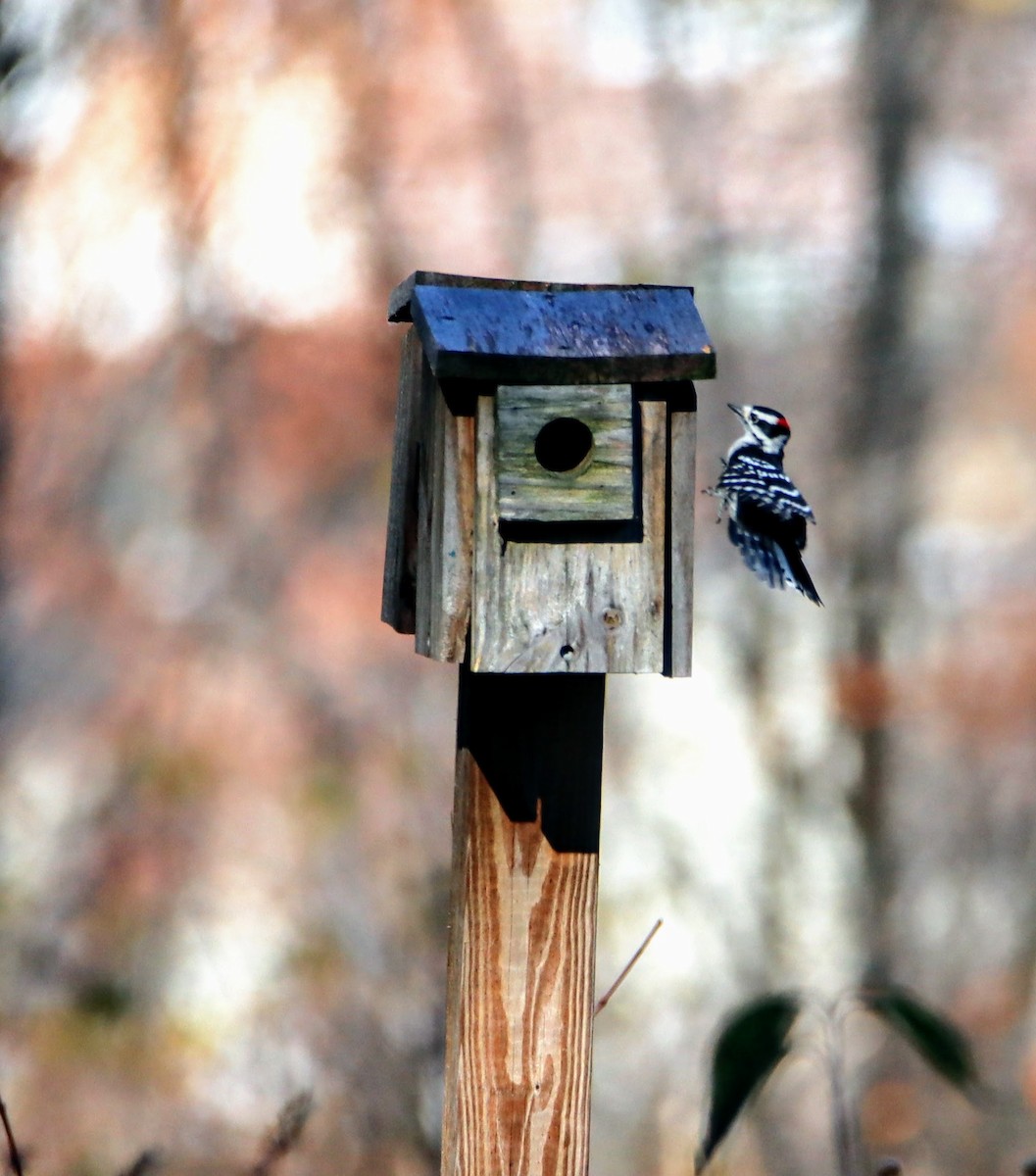 Downy Woodpecker - ML186027341