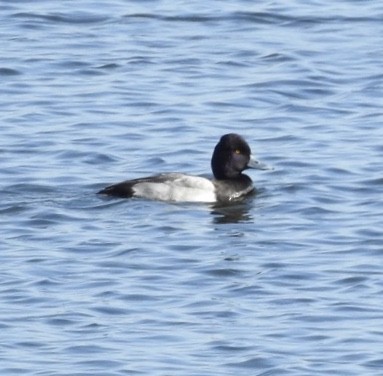 Lesser Scaup - ML186028491