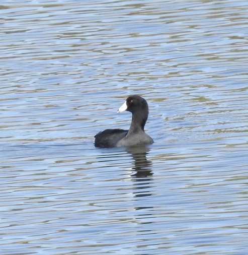 American Coot - ML186028521