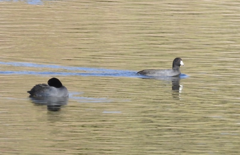 American Coot - Michael Dolfay