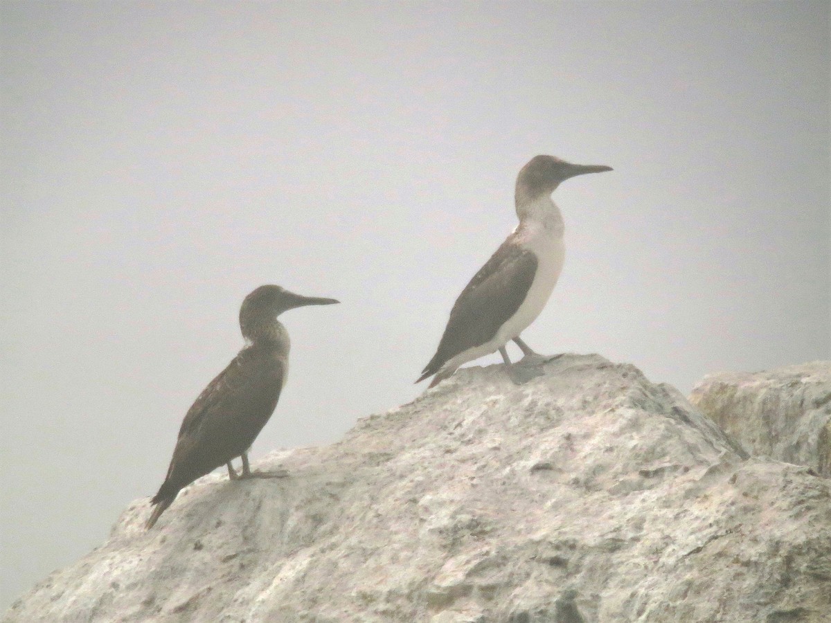 Blue-footed Booby - ML186029671