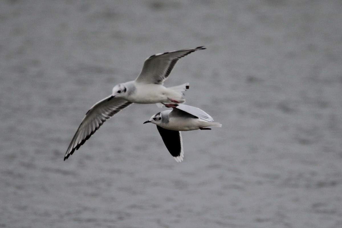 Little Gull - Patrick Sysiong