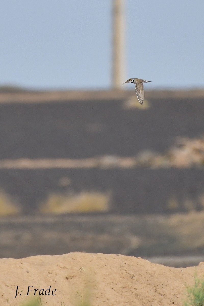 Little Ringed Plover - ML186031191