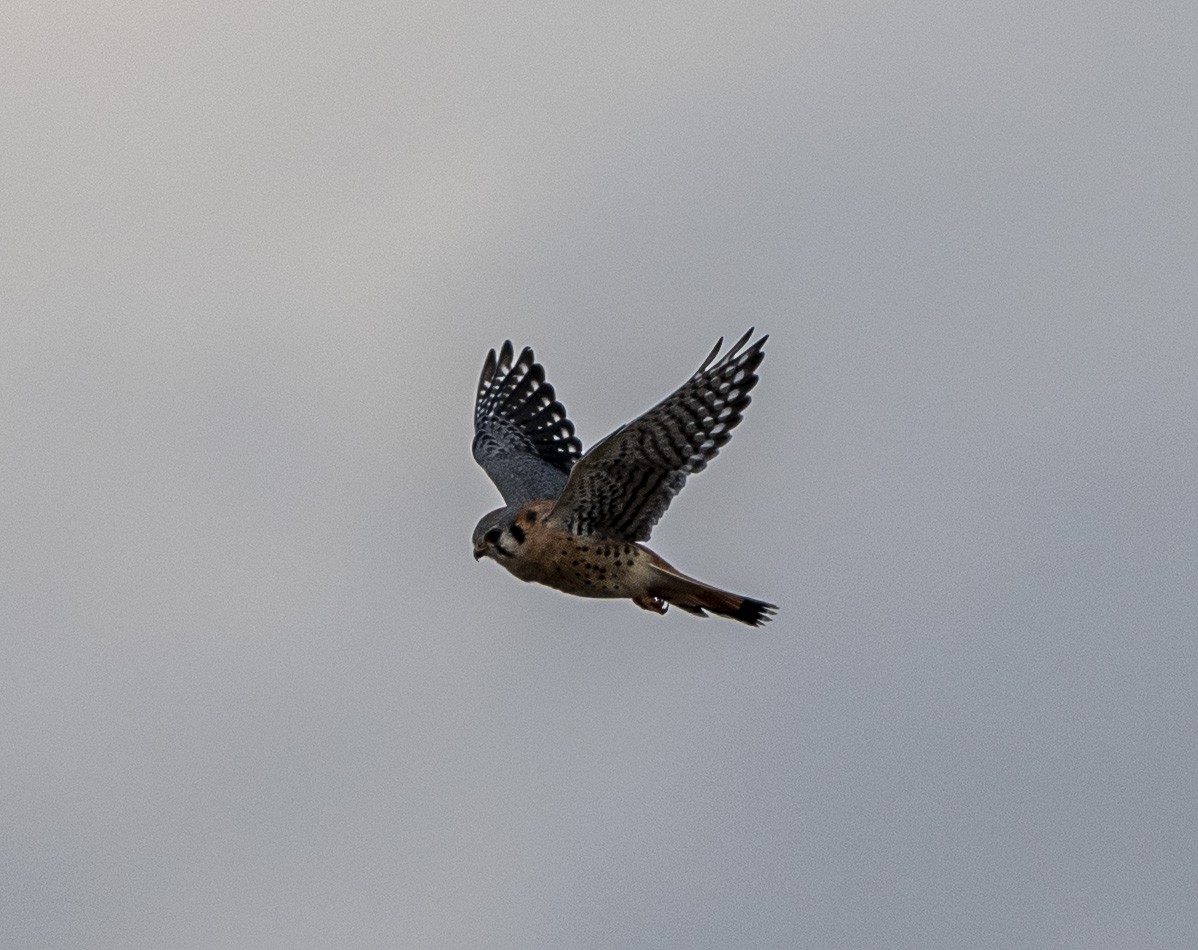 American Kestrel - ML186032491