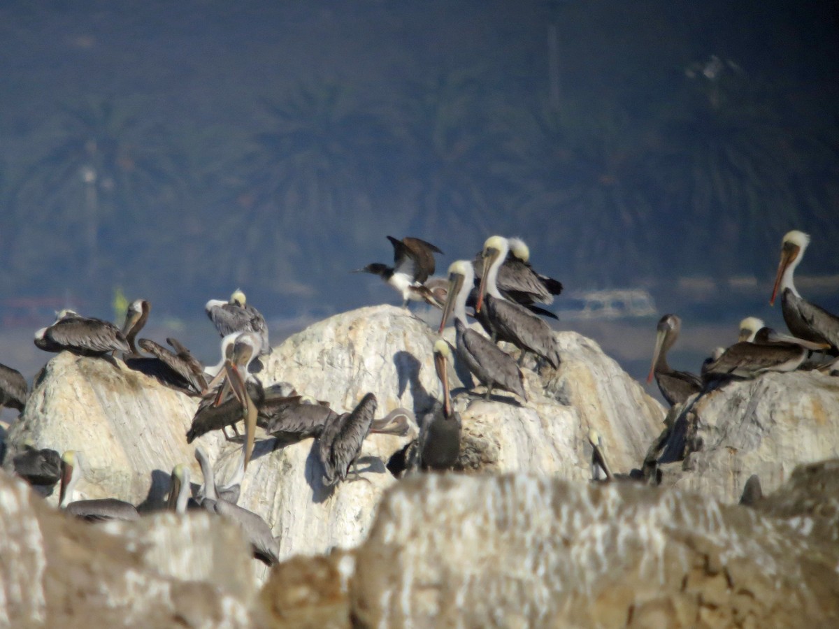Blue-footed Booby - ML186033181