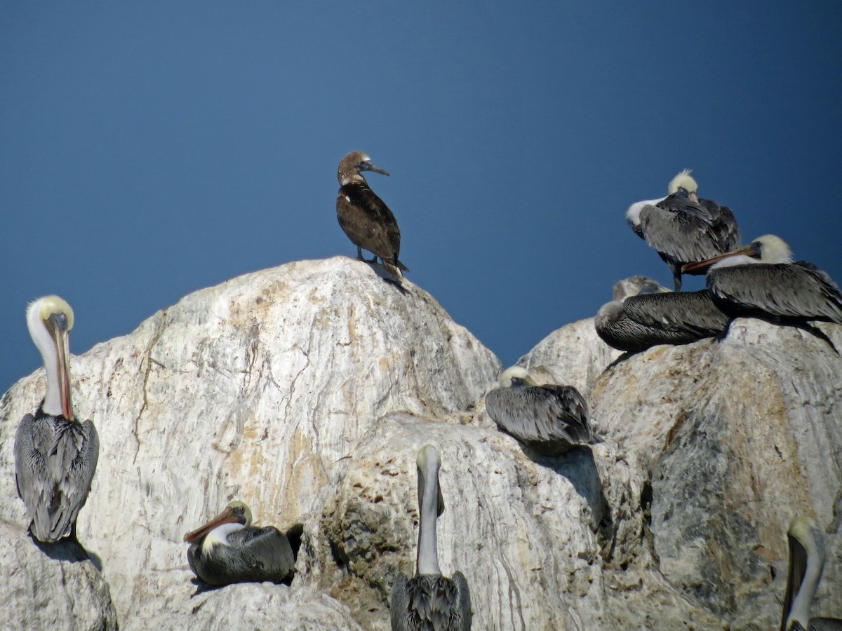 Blue-footed Booby - ML186033191