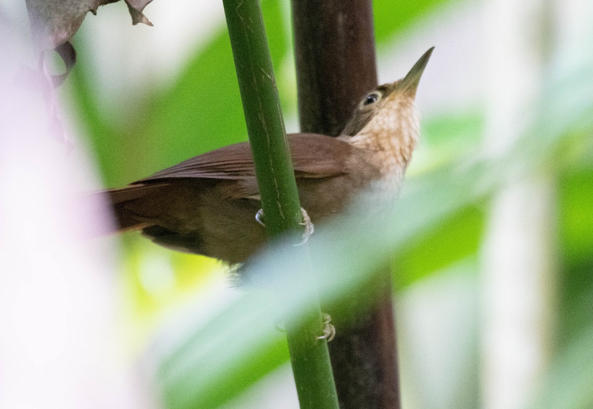 Chiriqui Foliage-gleaner - ML186033651