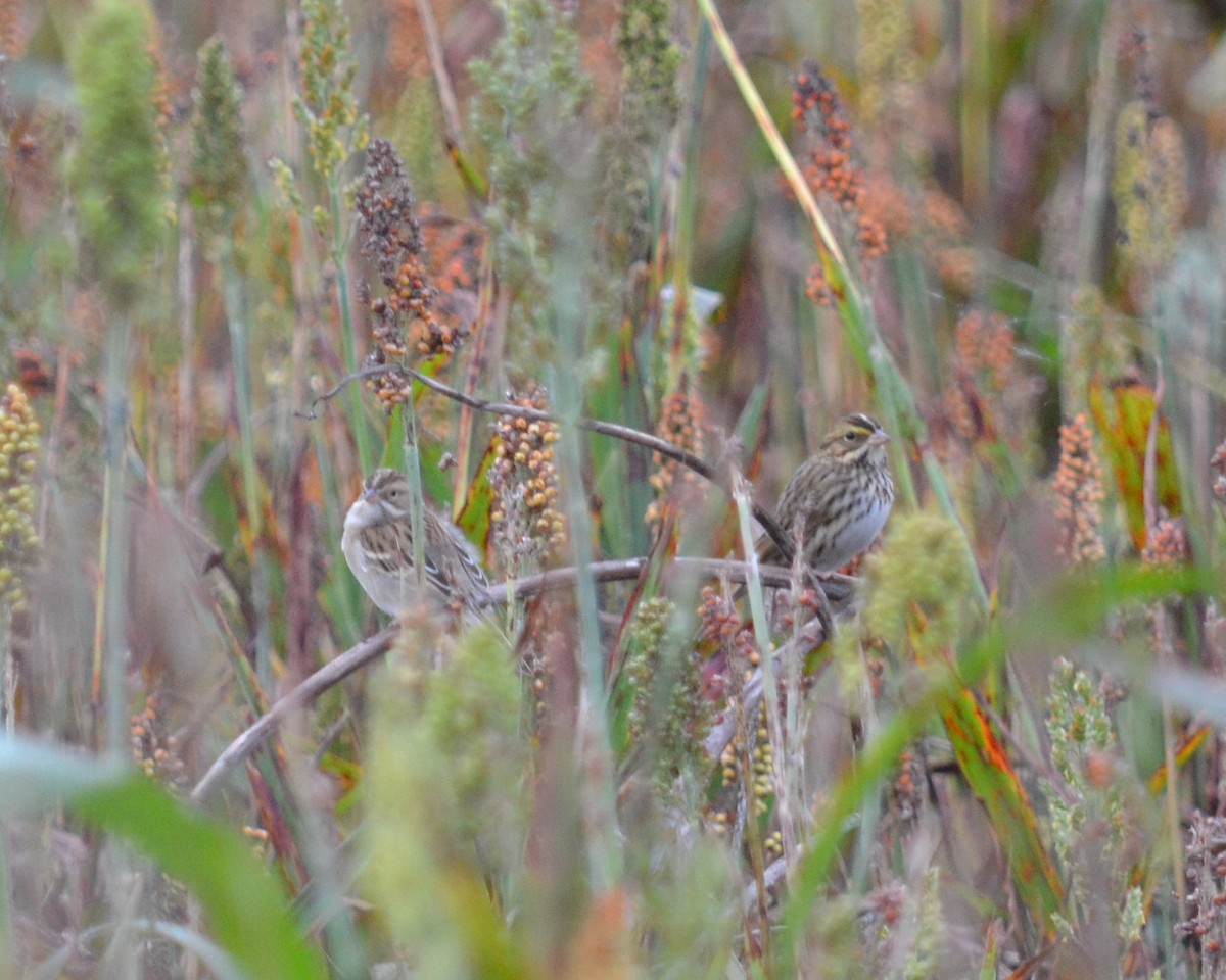 Savannah Sparrow - ML186034351