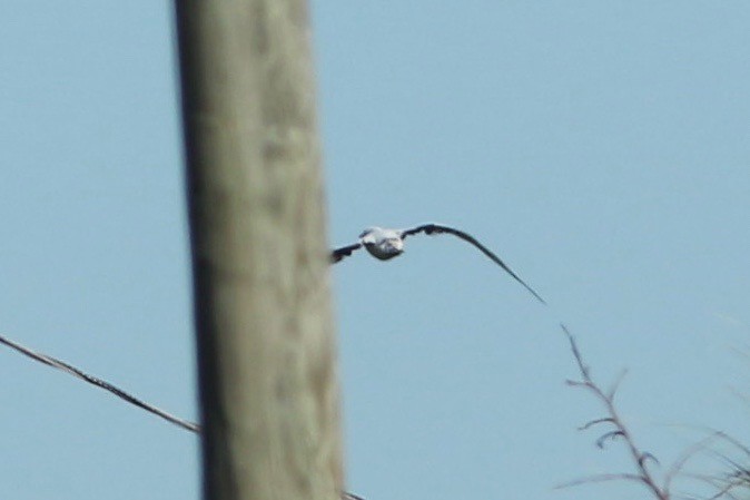 Masked Booby - ML186034631