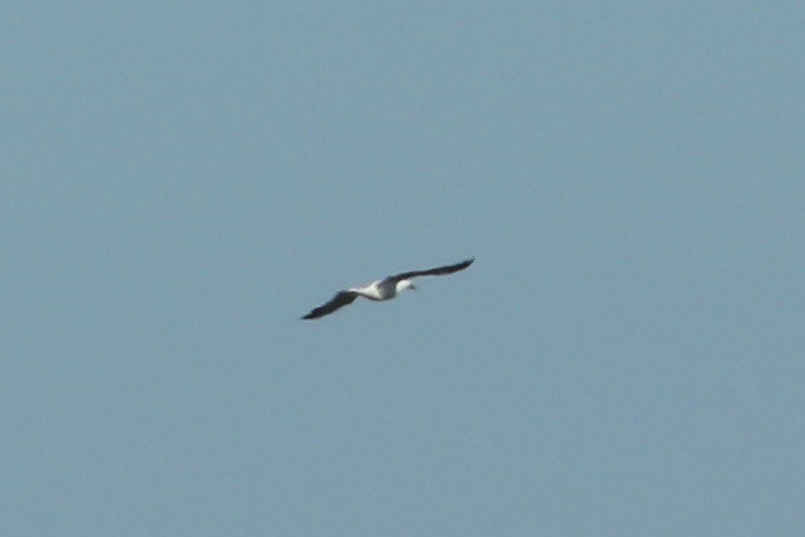 Masked Booby - ML186034661