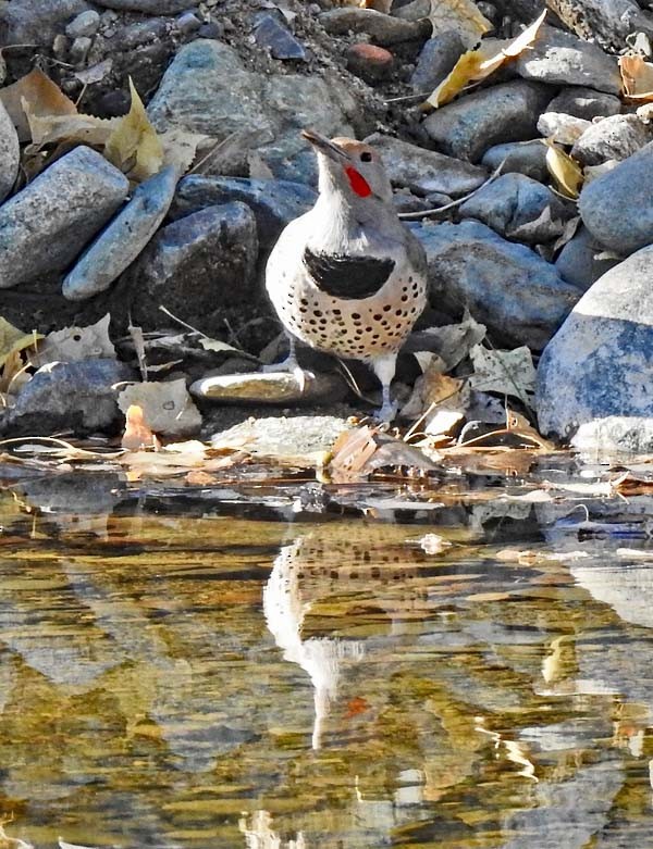 Northern Flicker - ML186035171