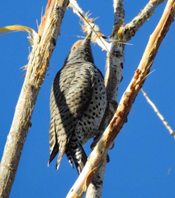 Northern Flicker - ML186035251