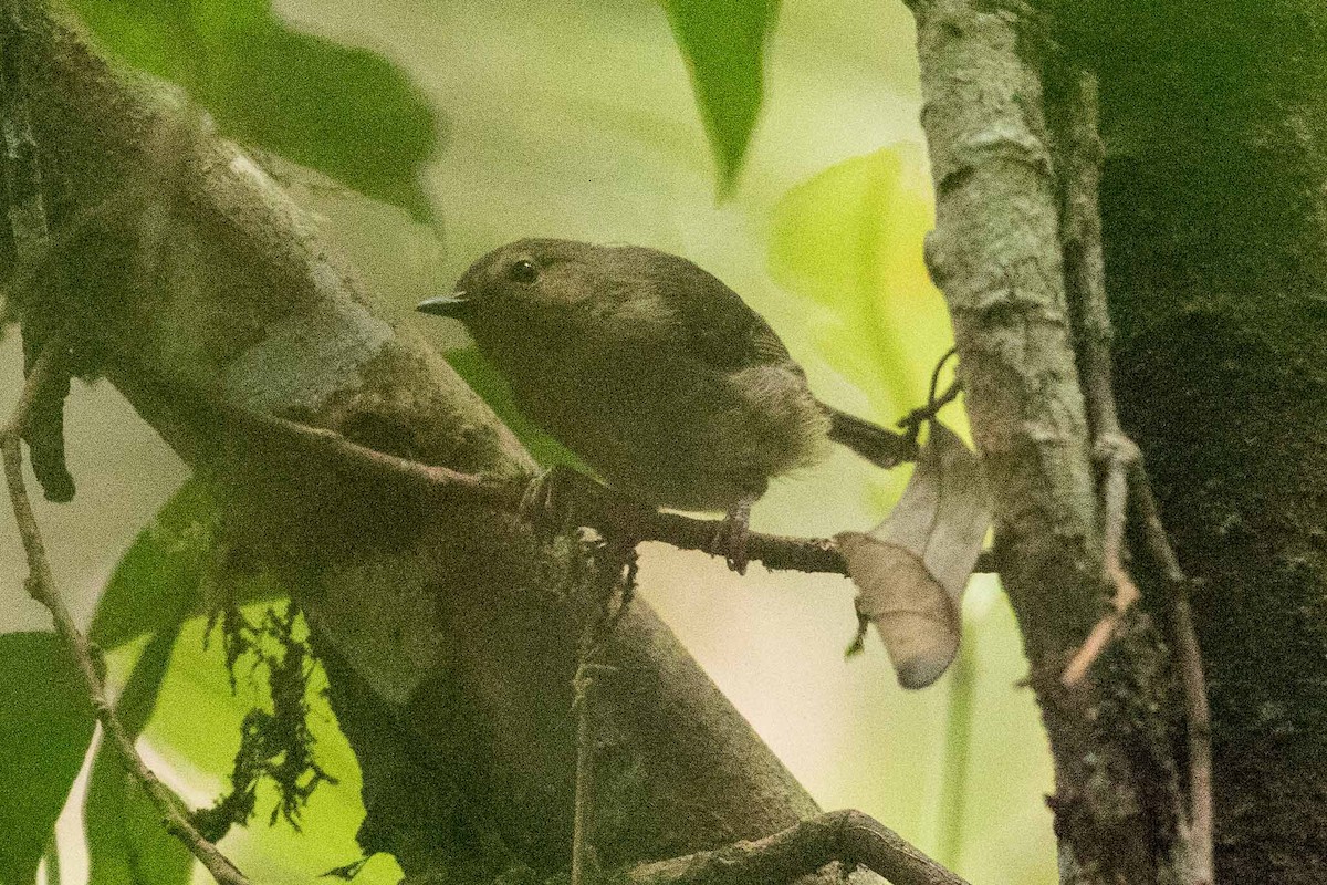 Gray-green Scrubwren - Eric VanderWerf