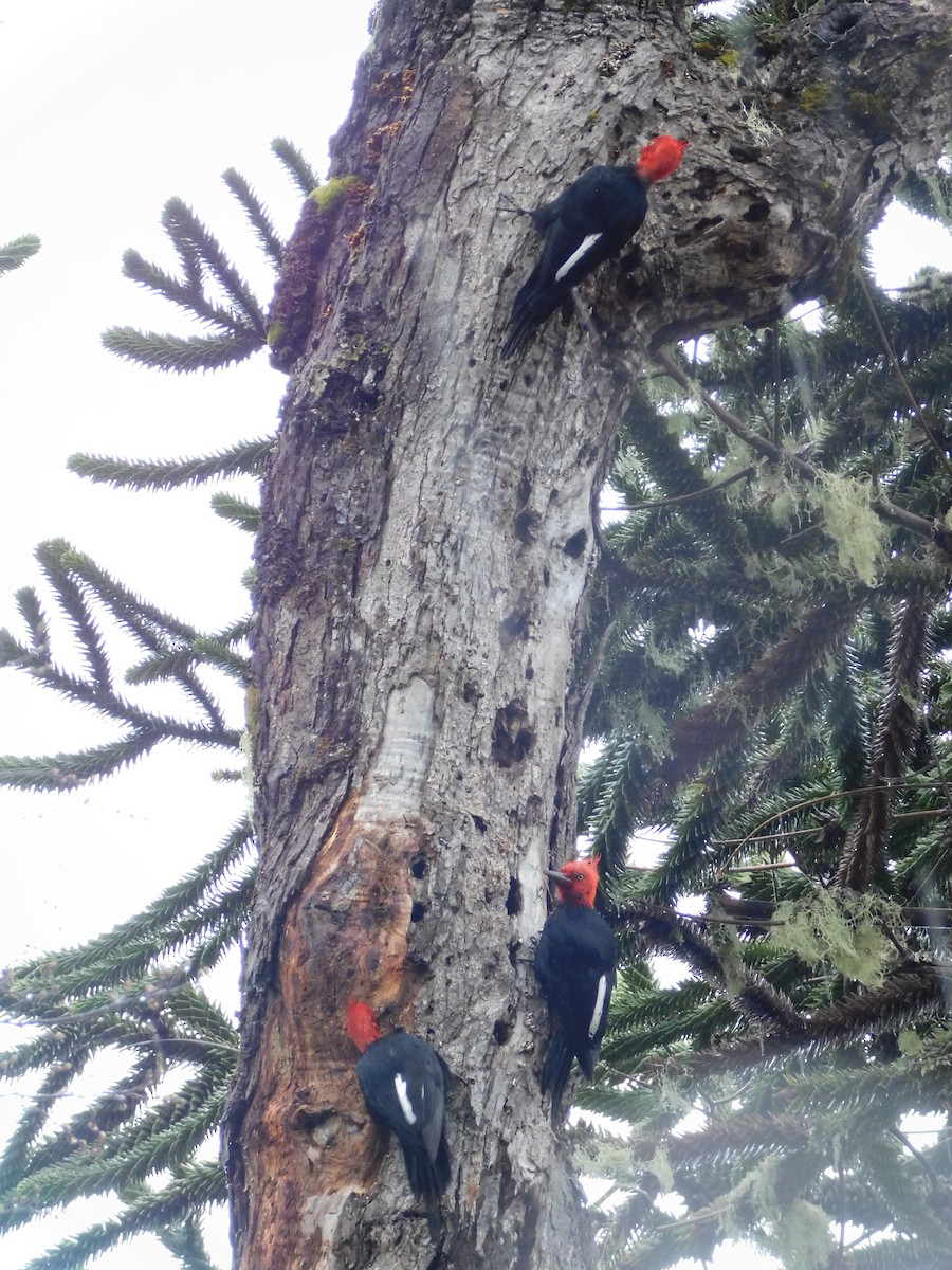 Magellanic Woodpecker - ML186038701