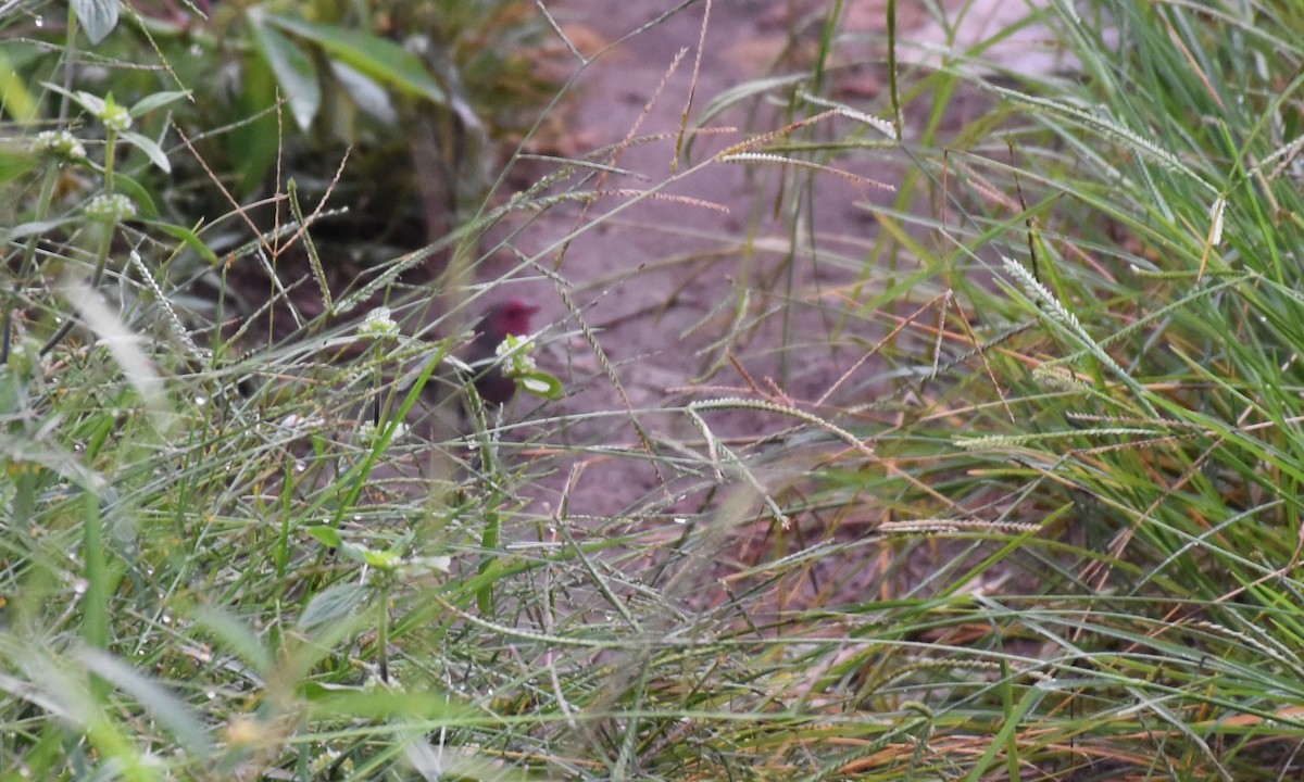 Bar-breasted Firefinch - Steve Thorpe