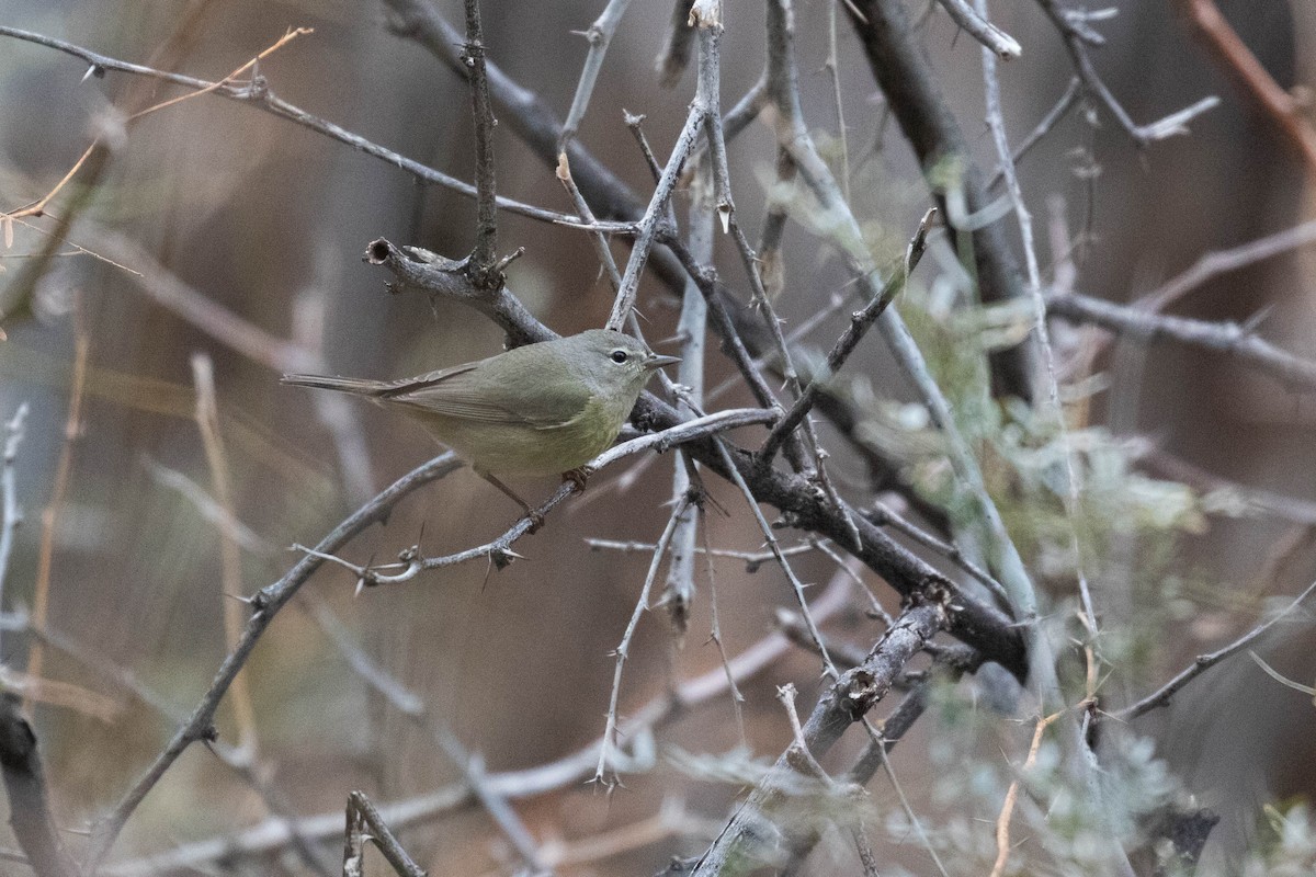 Orange-crowned Warbler (Gray-headed) - Alex Lamoreaux