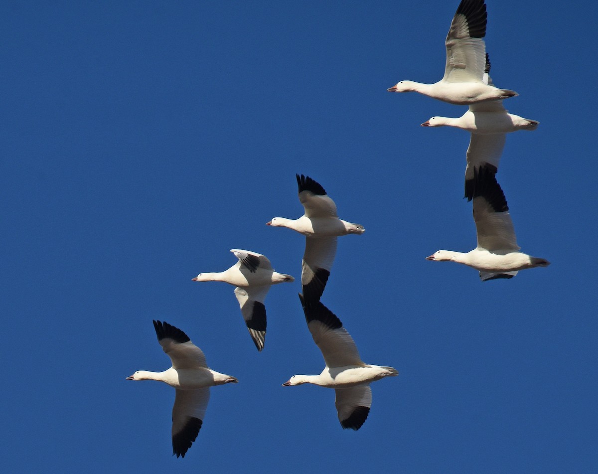 Snow Goose - Steven Mlodinow