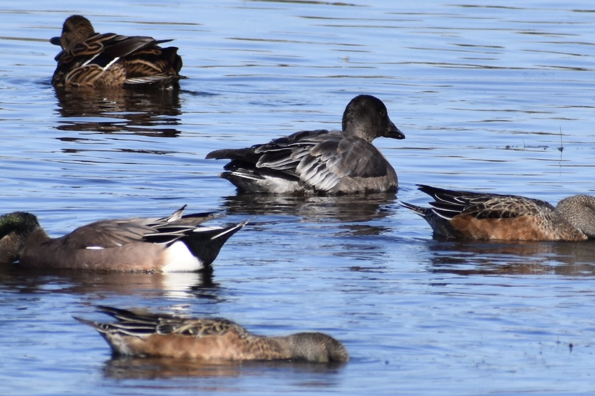 Snow Goose - ML186045311