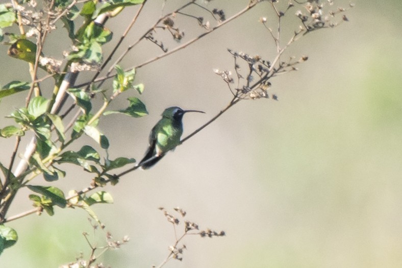 White-tailed Goldenthroat - ML186045921