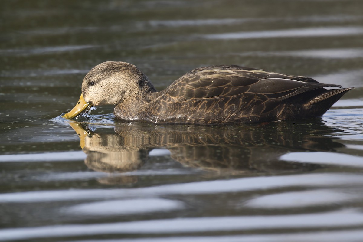 American Black Duck - pierre martin