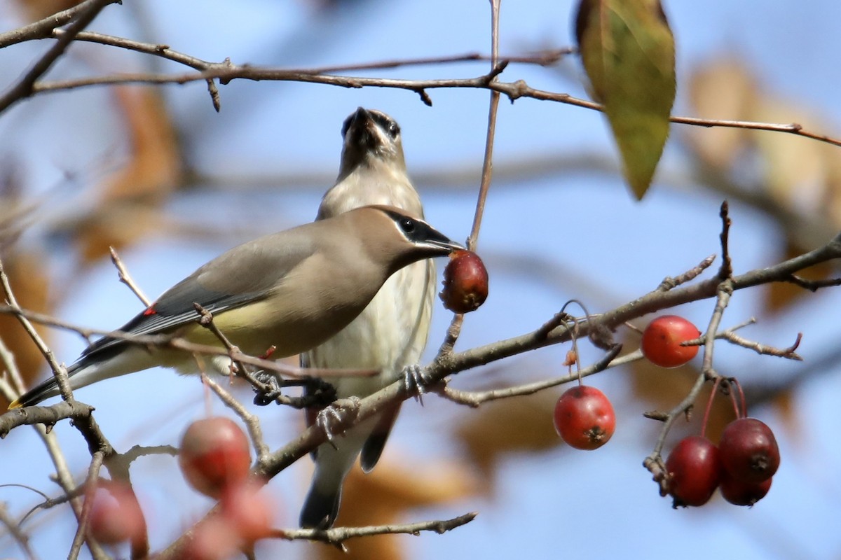 Cedar Waxwing - Gustino Lanese