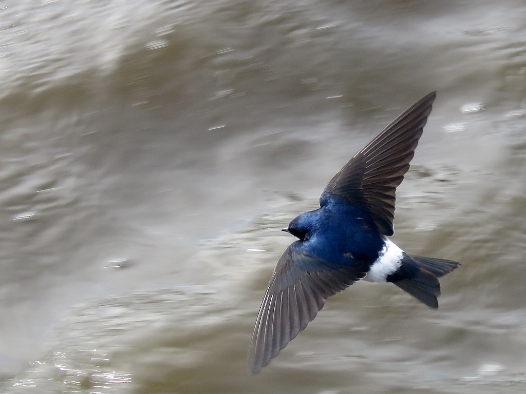 Chilean Swallow - ML186046891