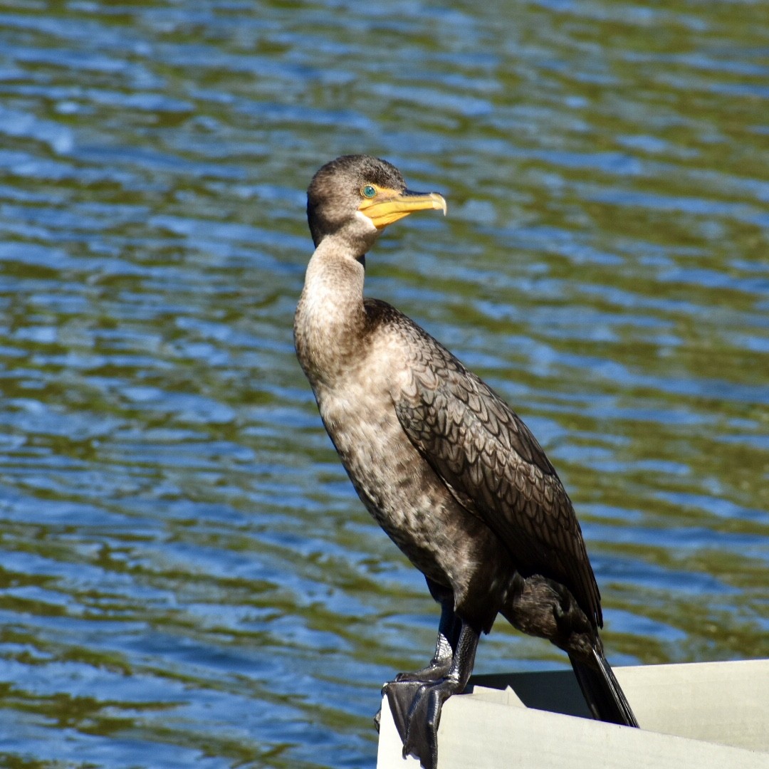 Double-crested Cormorant - ML186047221