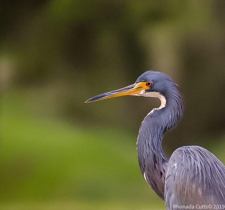 Tricolored Heron - ML186047371