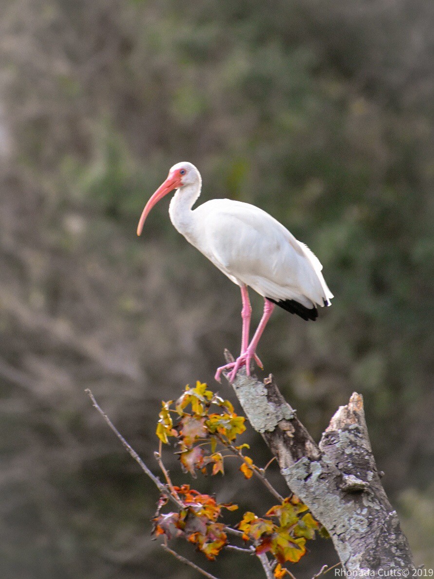 ibis bílý - ML186047451