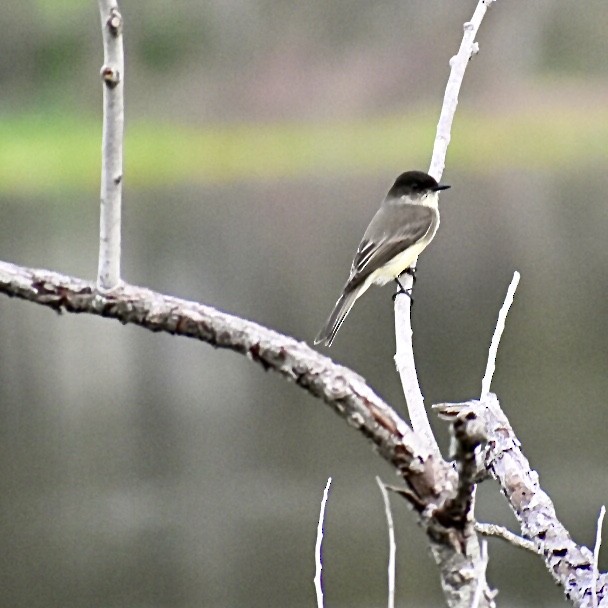 Eastern Phoebe - ML186047501