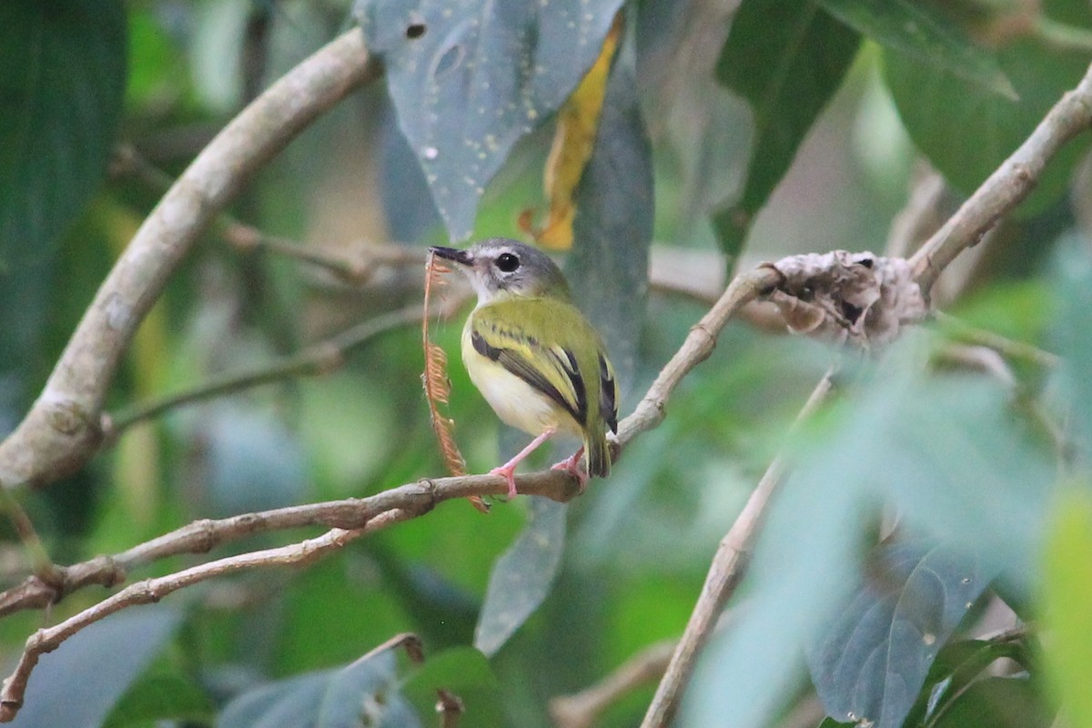 Short-tailed Pygmy-Tyrant - ML186047571