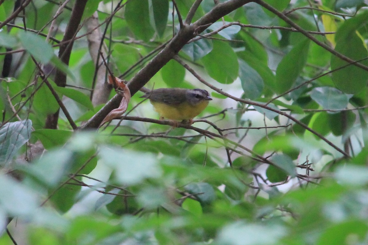 Golden-crowned Warbler - ML186047651