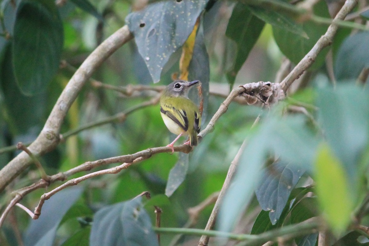 Short-tailed Pygmy-Tyrant - ML186047761