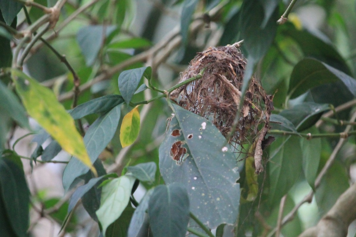 Short-tailed Pygmy-Tyrant - ML186047891