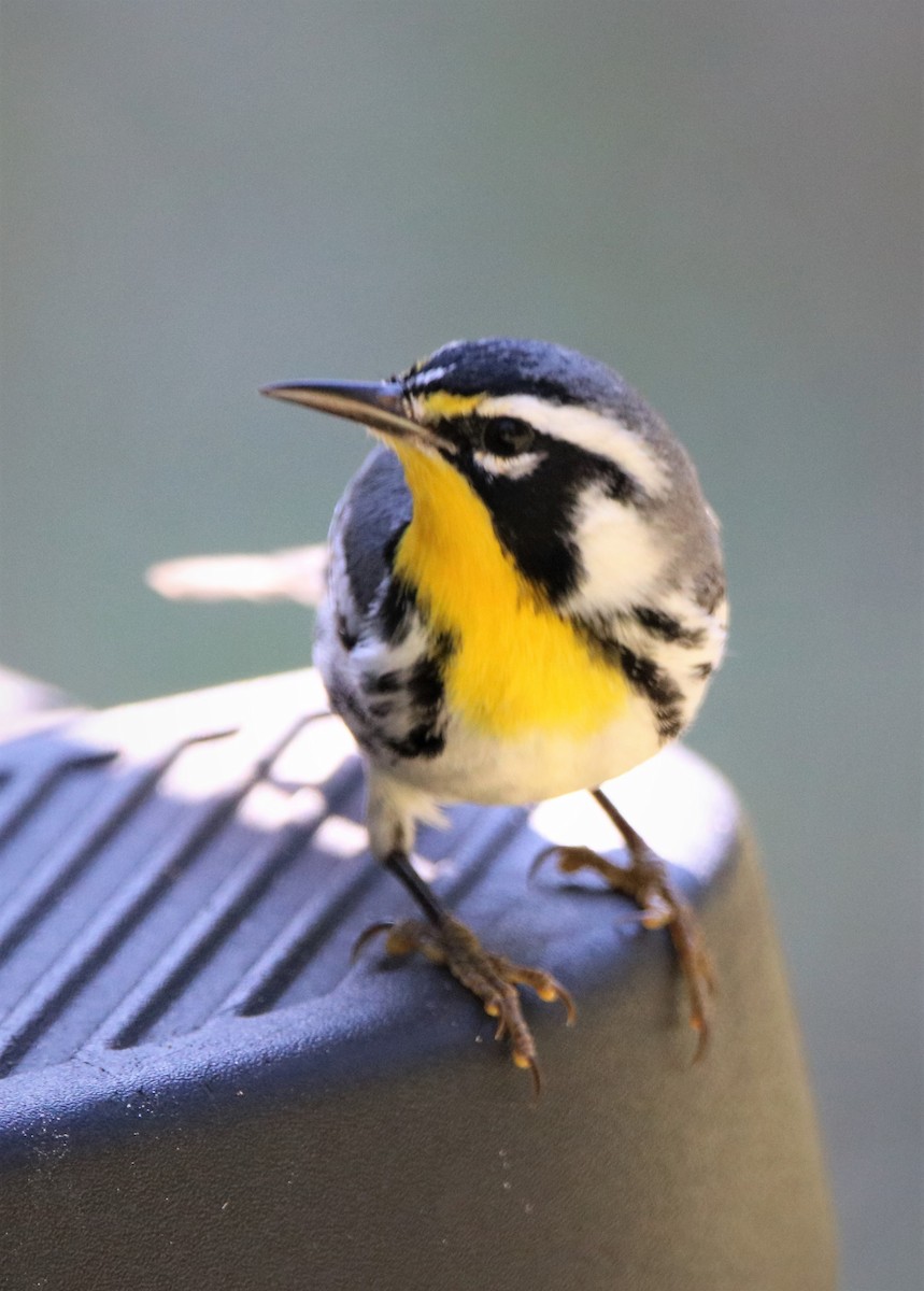 Yellow-throated Warbler - ML186048221