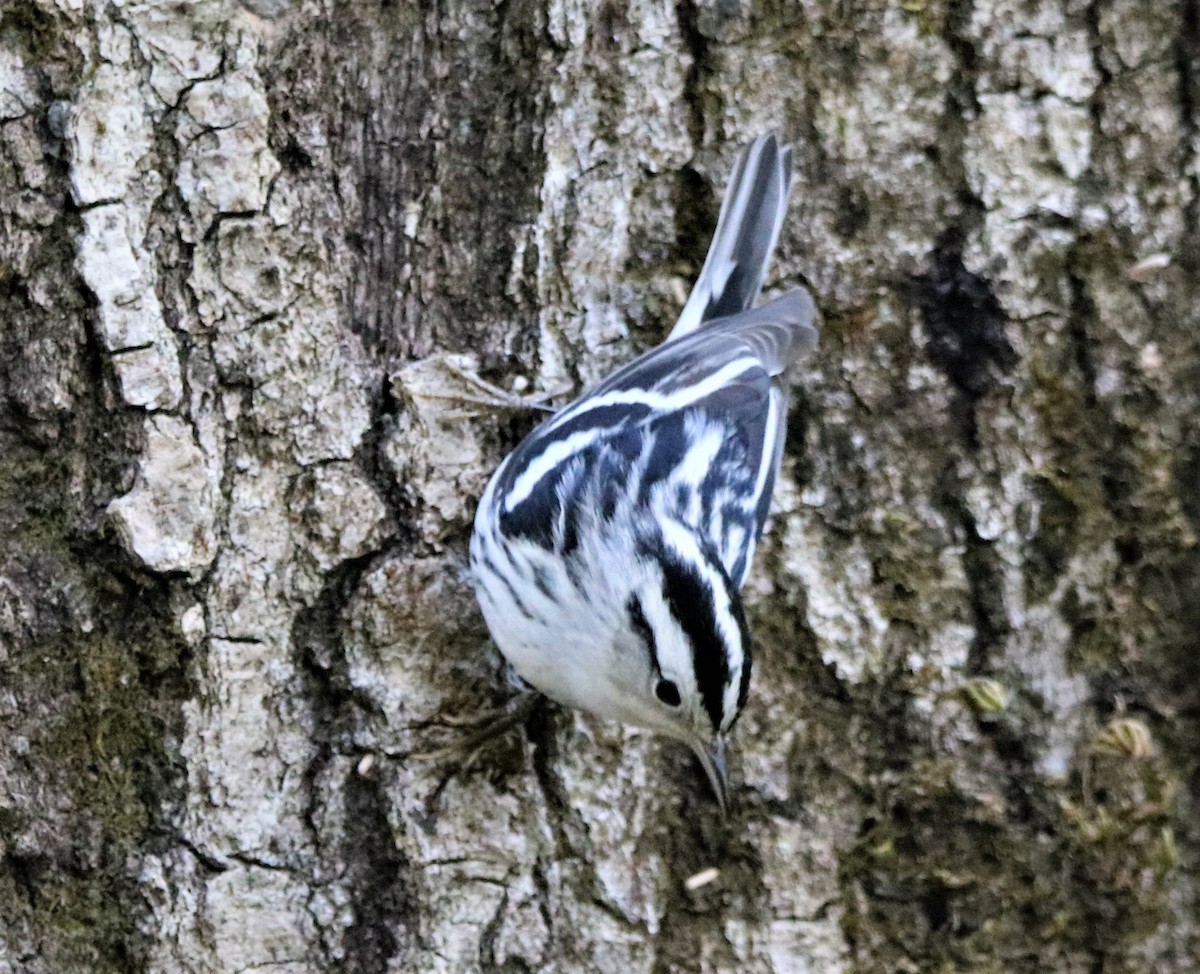 Black-and-white Warbler - ML186048361