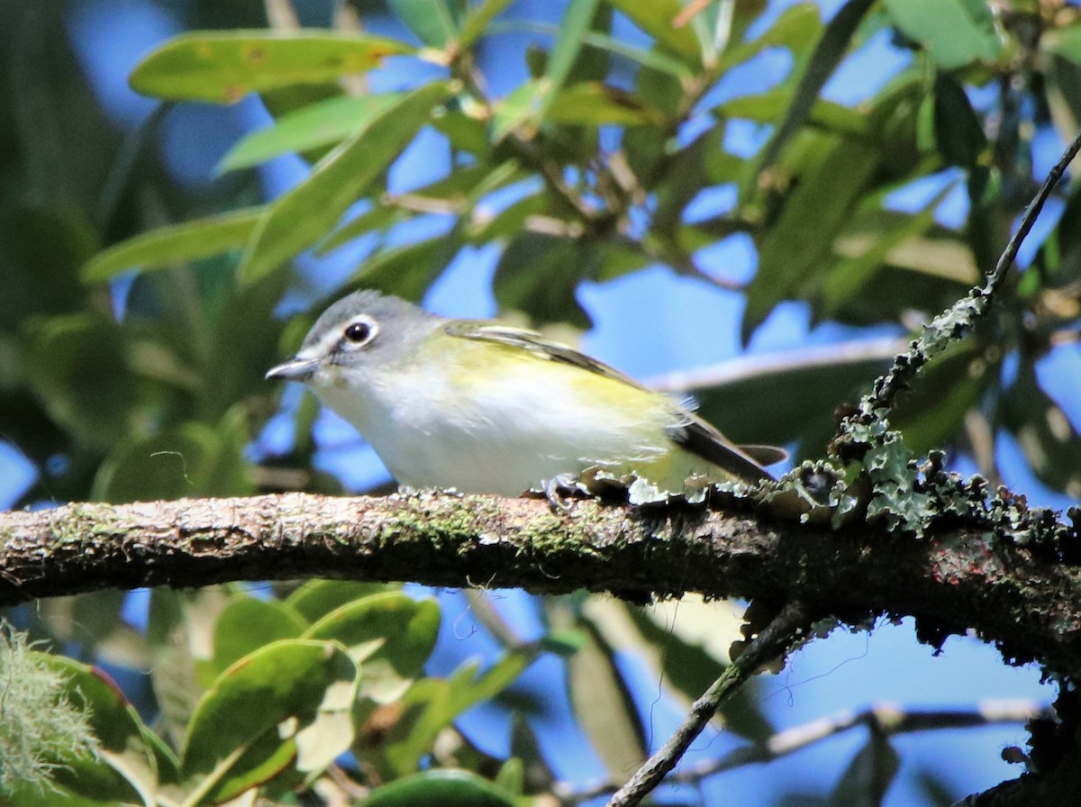 Blue-headed Vireo - ML186048521