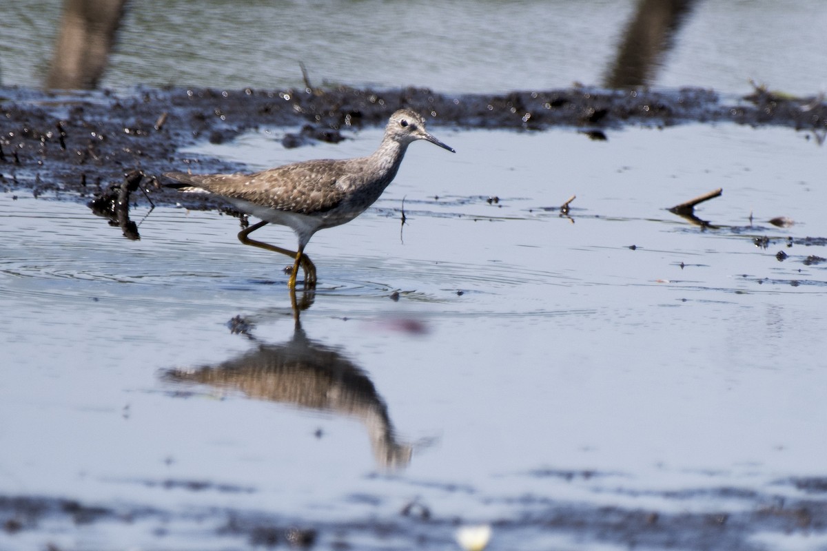 Lesser Yellowlegs - ML186048711