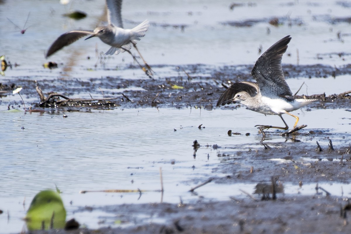 Lesser Yellowlegs - ML186048721